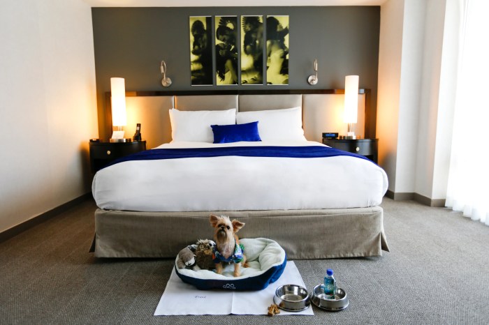 Pet friendly hotels luxury accommodation cats bed Pet-friendly accommodations
