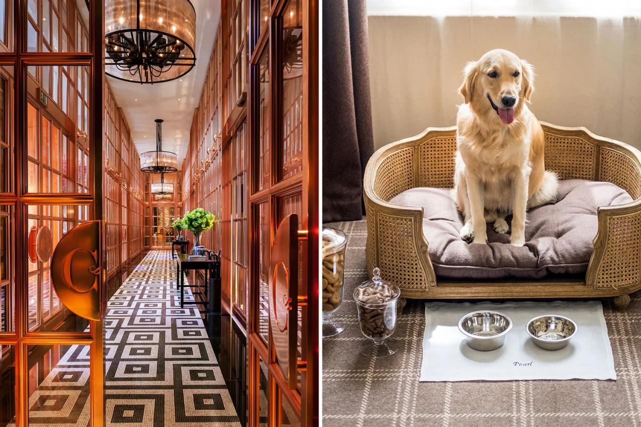 Best pet-friendly hotels