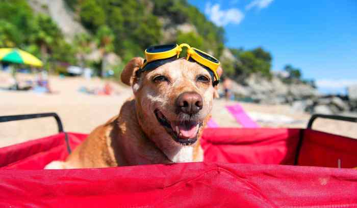 Best vacation spots for pets